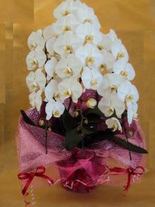 祝い事には欠かせない白い大きな花鉢といえば｜「花茂」　（愛知県みよし市の花キューピット加盟店 花屋）のブログ