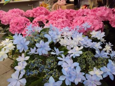 お水をたっぷりあげましょう♪｜「花茂」　（愛知県みよし市の花キューピット加盟店 花屋）のブログ