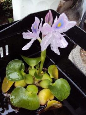 ホテイアオイの花が咲きました｜「花茂」　（愛知県みよし市の花キューピット加盟店 花屋）のブログ