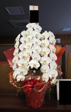 立派な胡蝶蘭のお届け「花茂」（愛知県みよし市の花屋）のギャラリー写真